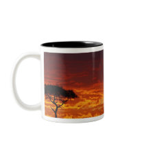 Umbrella Thorn Acacia, Acacia tortilis, 2 Mugs