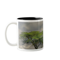Umbrella Thorn Acacia, Acacia tortilis, and 2 Mugs