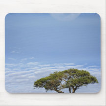 Umbrella Thorn Acacia, Acacia tortilis, and Mousepads