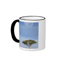 Umbrella Thorn Acacia, Acacia tortilis, and Coffee Mugs