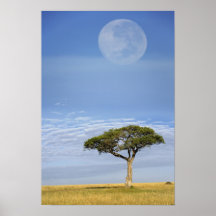 Umbrella Thorn Acacia, Acacia tortilis, and Poster