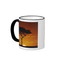 Umbrella Thorn Acacia, Acacia tortilis, Coffee Mug