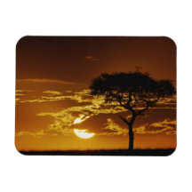 Umbrella Thorn Acacia, Acacia tortilis, Rectangle Magnet