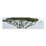 Umbrella Thorn Acacia Tree Bumper Stickers