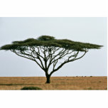 Umbrella Thorn Acacia Tree photo sculptures