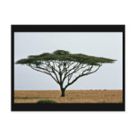 Umbrella Thorn Acacia Tree Post Cards