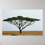 Umbrella Thorn Acacia Tree posters