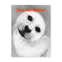 Unconditional Love Harp Seal Postcards
