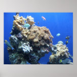 Under the Sea posters