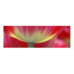 under the skirt of tulips business cards