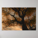 Under the Tree Poster