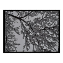 Under the Trees Post Card