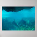 Under Water Duo posters