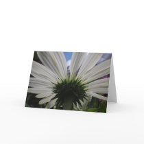 Underneath of an African daisy Greeting Cards