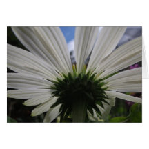 Underneath of an African daisy Greeting Cards