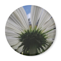 Underneath of an African daisy Fridge Magnets