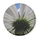 Underneath of an African daisy magnets