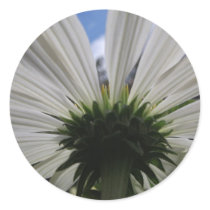 Underneath of an African daisy Sticker