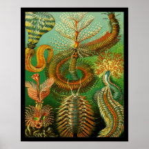 Undersea Colour Posters