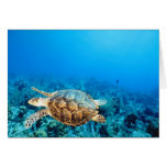 Undersea Turtle Greeting Cards