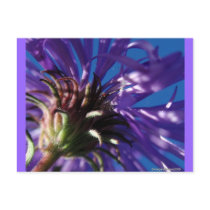 Underside of an Aster Postcards