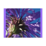 Underside of an Aster postcards