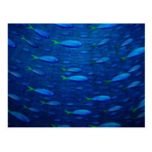 Underwater 4 postcards