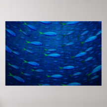 Underwater 4 poster