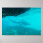 Underwater Duo Print