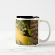 Underwater Life, FISH:  a colourful Fairy Basslet Mugs