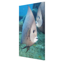 Underwater Life, FISH:  a pair of Grey Angelfish Stretched Canvas Print