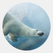 Underwater photo of a Polar Bear Round Stickers