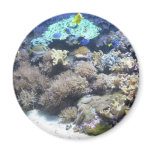 Underwater photography - colourful tropical fish magnets
