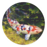 Underwater Sanke Koi Sticker