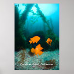 Underwater Scenery
