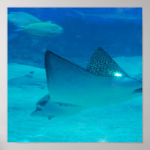 Underwater Stingray Poster