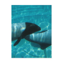 Underwater Whales Postcard