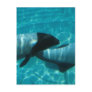 Underwater Whales Postcard