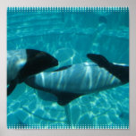 Underwater Whales Poster Print
