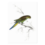 Undulated Parrakeet by Edward Lear business cards