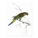 Undulated Parrakeet by Edward Lear) Postcard