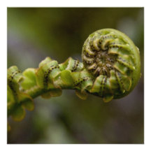 Unfurling Fern Frond Personalized Announcements