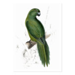 Uniform Parrakeet by Edward Lear business cards