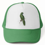 Uniform Parrakeet by Edward Lear hats