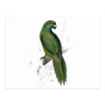 Uniform Parrakeet by Edward Lear Post Card