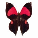 Unique black and red butterfly keychain photo sculptures