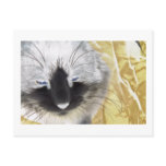 Unique Black and White Cat Postcards