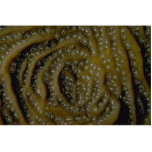 Unique circular pattern for this coral species photo sculptures