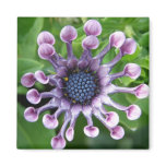 Unique Flower! magnets