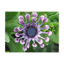 Unique Flower! Post Card